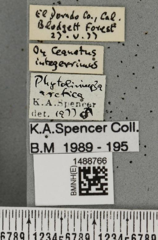Phytoliriomyza arctica (Lundbeck, 1901) - BMNHE_1488766_label_52613