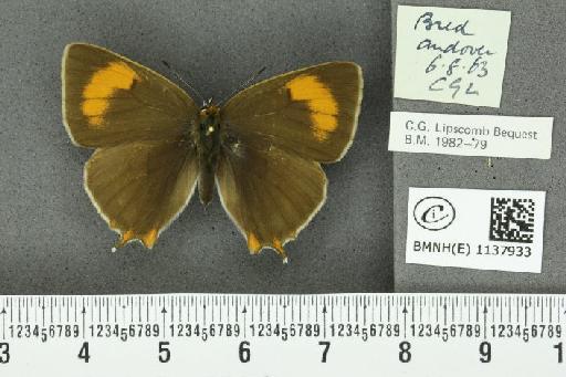 Thecla betulae (Linnaeus, 1758) - BMNHE_1137933_95035