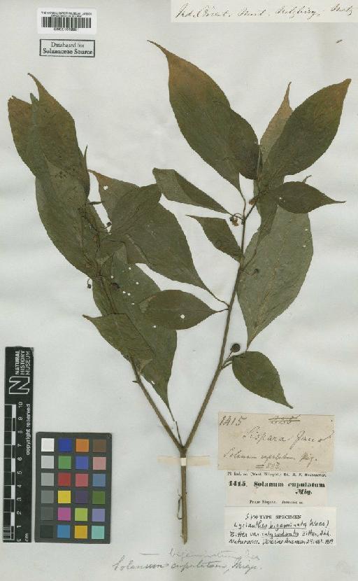 Lycianthes bigeminata var. calycodonta Bitter - BM001018851