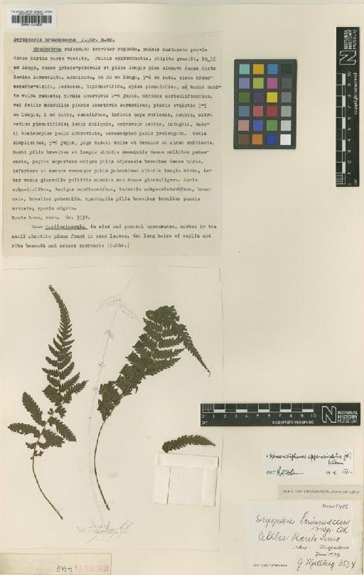 Sphaerostephanos appendiculatus (Blume) Holttum - BM001044896