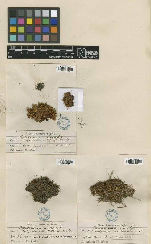 Chameleion xanthophyllus (Mitt.) L.T.Ellis & A.Eddy in A.Eddy - BM000872226_a