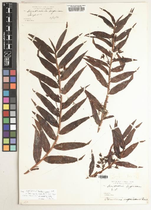 Pseuderia nigricans Ridl. - BM001234484
