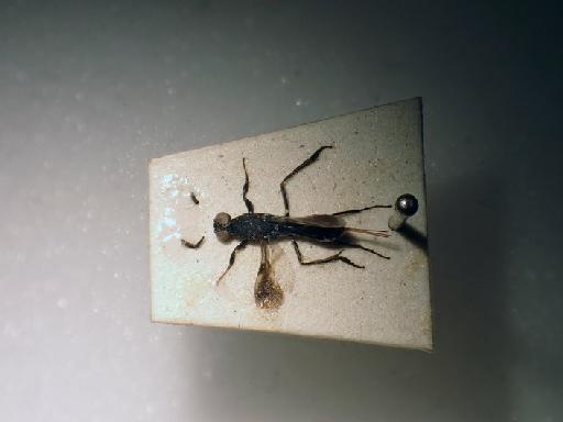 Lutnes crassicornis Cameron, 1884 - Lutnes crassicornis Cameron #010198543 Hym Type 5.959 dorsal