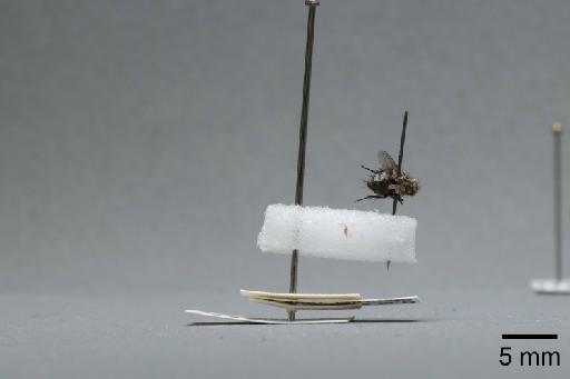 Sarcophaga (Myorhina) nigriventris Meigen, 1826 - 015092491_lateral
