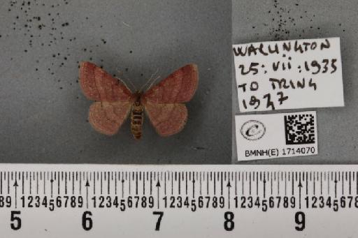 Scopula rubiginata (Hufnagel, 1767) - BMNHE_1714070_268658