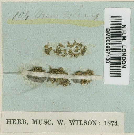 Weissia ludoviciana (Sull.) W.D.Reese & B.A.E.Lemmon - BM000867100