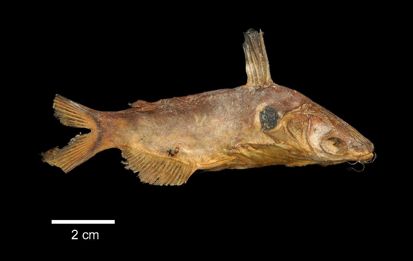 To NHMUK collection (Pseudobagrus brachysoma Günther, 1864; HOLOTYPE; NHMUK:ecatalogue:2594766)