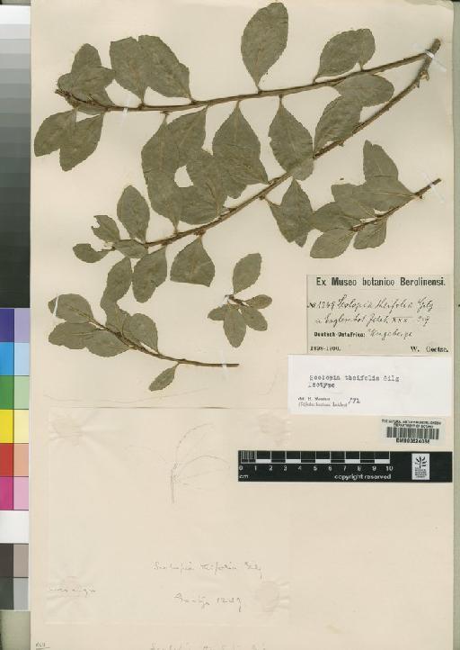 Scolopia theifolia Gilg - BM000624088