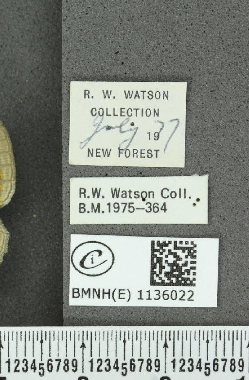 Neozephyrus quercus (Linnaeus, 1758) - BMNHE_1136022_label_94098