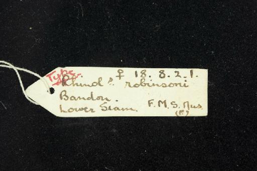 Rhinolophus robinsoni K. Andersen, 1918 - 1918_8_2_1-Rhinolophus_robinsoni-Holotype-Skull-label