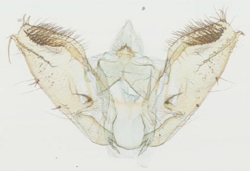 Ectropidia Warren, 1895 - Ectropidia sp 987423 genitalia