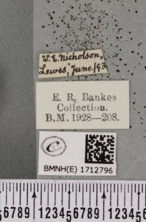 Scopula immorata (Linnaeus, 1758) - BMNHE_1712796_label_267506