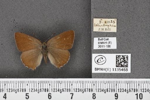 Callophrys rubi rubi (Linnaeus, 1758) - BMNHE_1135468_93583