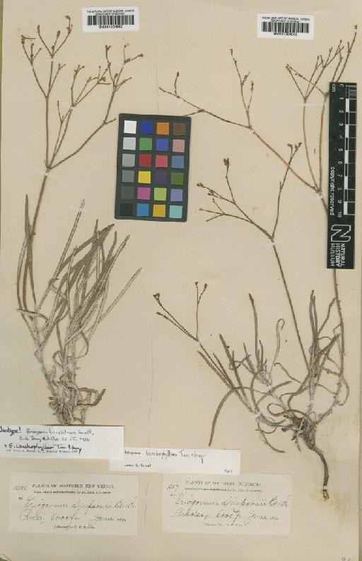 Eriogonum nudicaule subsp.  tristicum (Small) S.Stokes - BM001024562