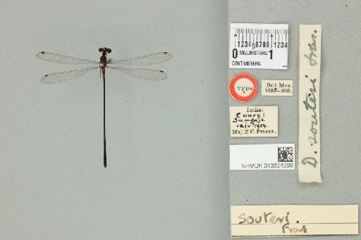 Elattoneura souteri (Fraser, 1924) - 013324266_dorsal