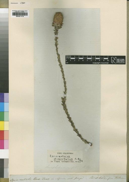 Paranomus diversifolius E.Phillips - BM000910730