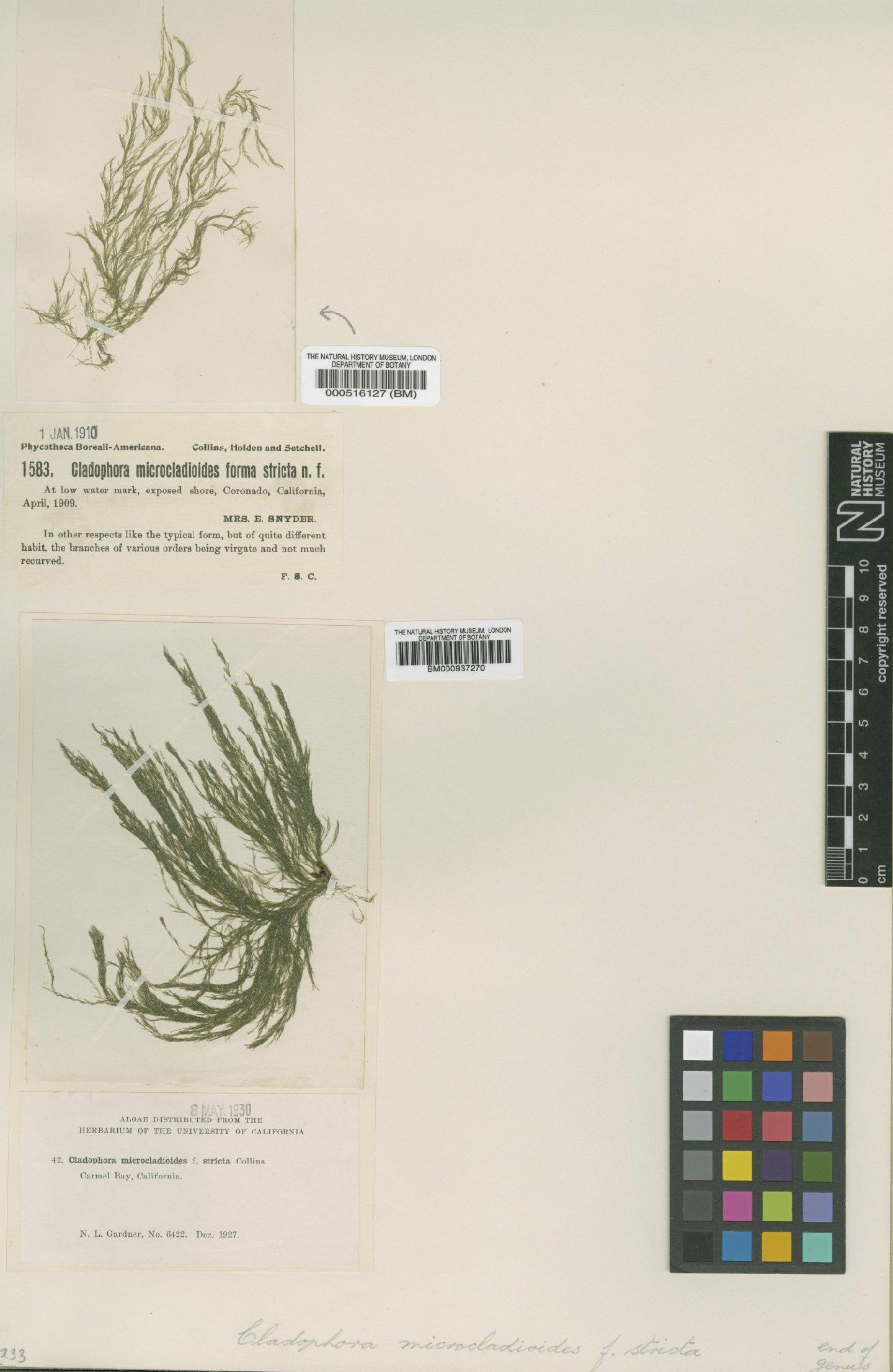 To NHMUK collection (Cladophora microcladioides f. stricta Collins; Syntype; NHMUK:ecatalogue:4830426)