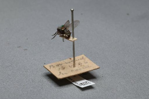 Ravinia pernix (Harris, M., 1780) - 015087955_additional_2