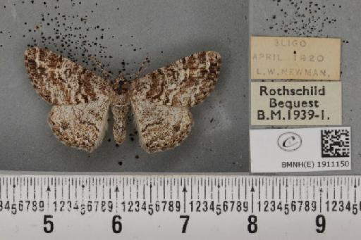 Cleora cinctaria cinctaria ab. tangens Lempke, 1952 - BMNHE_1911150_472313