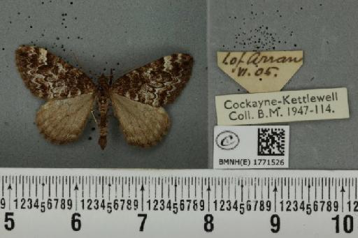 Dysstroma truncata concinnata (Stephens, 1831) - BMNHE_1771526_348350