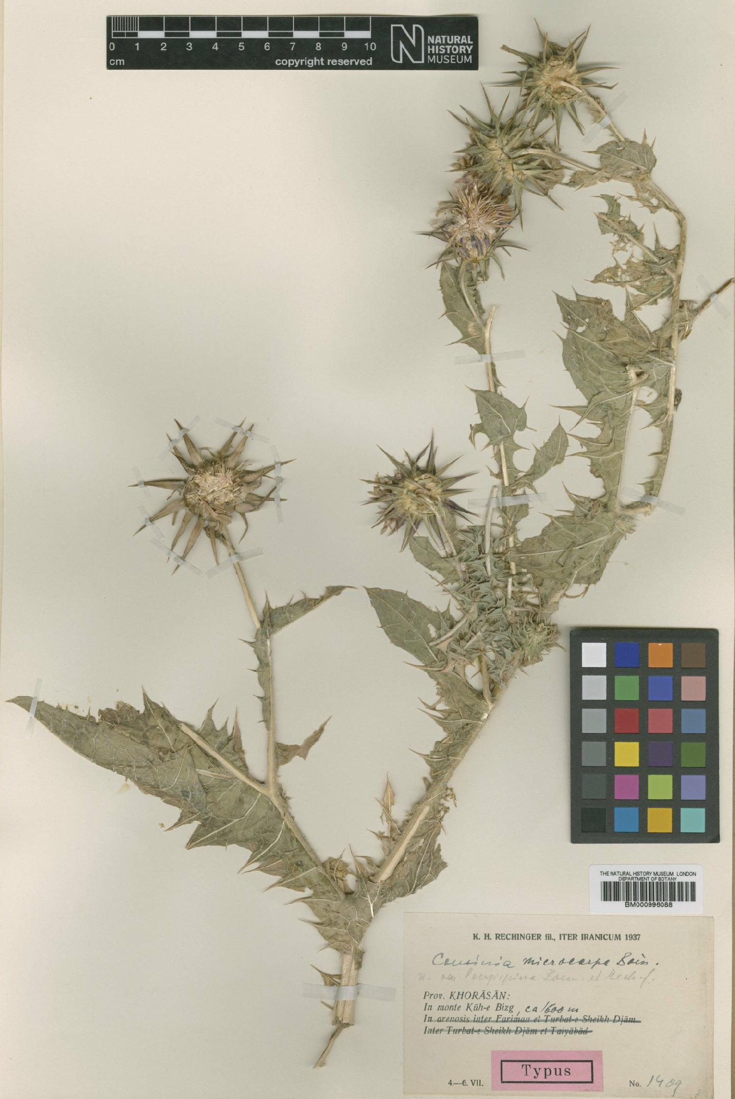 To NHMUK collection (Cousinia microcarpa Boiss.; Type; NHMUK:ecatalogue:475613)