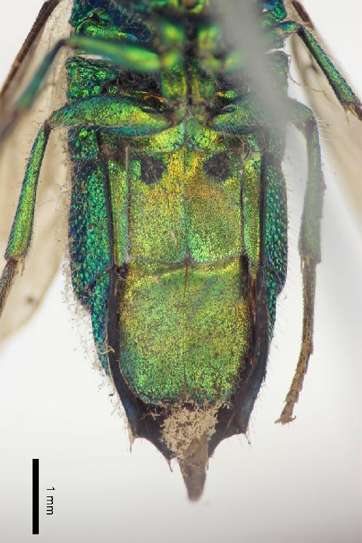 Chrysis panamensis Cameron, P., 1888 - Chrysis_panamensis-BMNH(E)#970908_type-ventral-2X