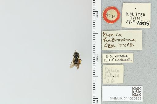 Pseudapis hadrosoma (Cockerell, 1932) - 014025859_839193_1668439-