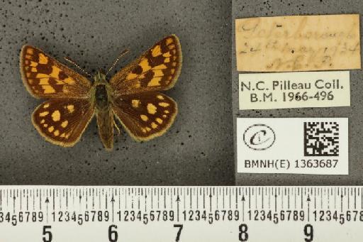 Carterocephalus palaemon (Pallas, 1771) - BMNHE_1363687_175853