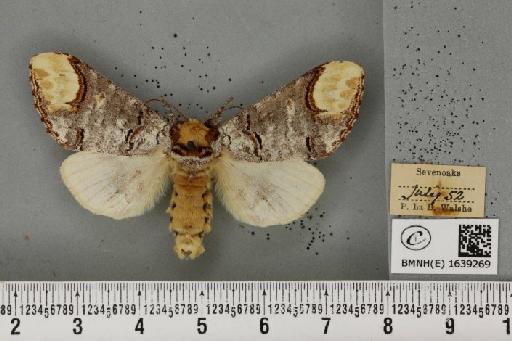 Phalera bucephala bucephala (Linnaeus, 1758) - BMNHE_1639269_208416