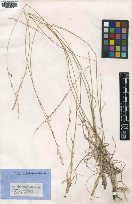 Whiteochloa airoides (R.Br.) Lazarides - BM000795670