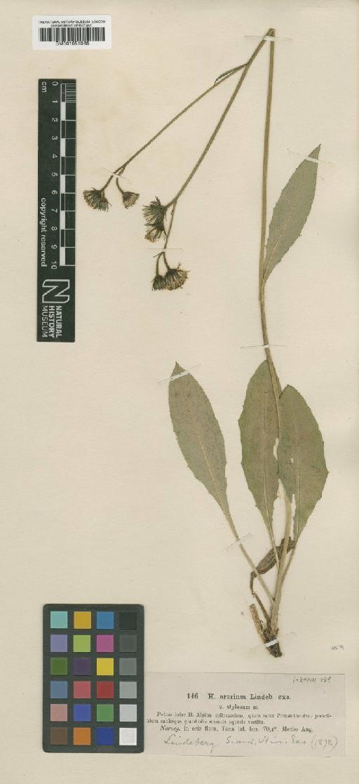 Hieracium subramosum subsp. pseudoranium Norrl. - BM001051066