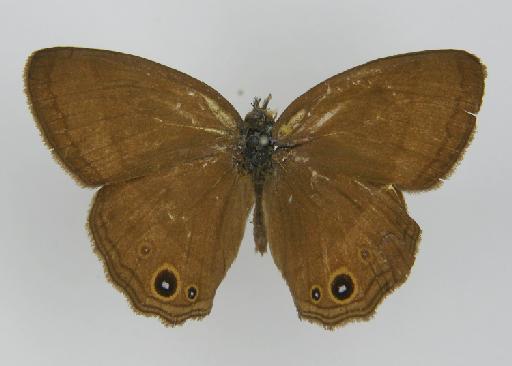 Neonympha manasses Felder & Felder, 1867 - BMNH(E)_ 1204765_Yphthimoides_(Neonympha)_manasses_Felder & Felder_T_male (2)