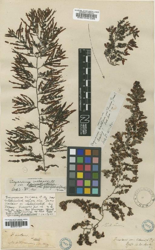 Sargassum vulgare C.Agardh - BM000563345