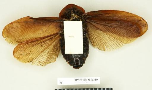 Blabera fusiformis Walker, 1868 - Blabera fusiformis Walker, F, 1868, male, holotype, ventral. Photographer: Edward Baker. BMNH(E)#876310