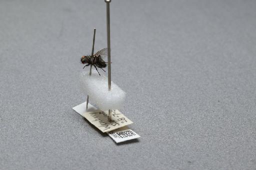 Sarcophaga (Myorhina) nigriventris Meigen, 1826 - 015092497_additional_2