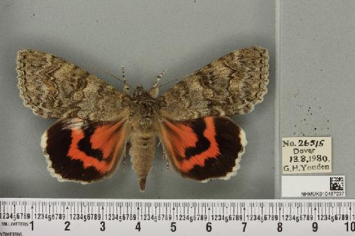 Catocala nupta (Linnaeus, 1767) - NHMUK_010487237_543584