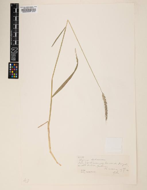 Elymus dahuricus Turcz. ex Griseb. - 000064359