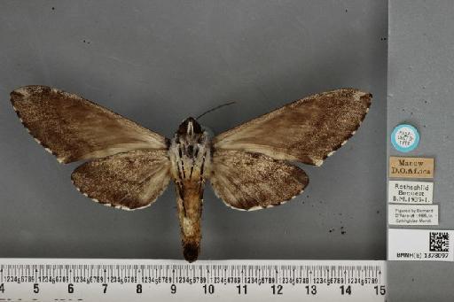 Macropoliana ferax ferax (Rothschild & Jordan, 1916) - BMNH(E) 1378097 M ferax R&J PLT ventral & labels