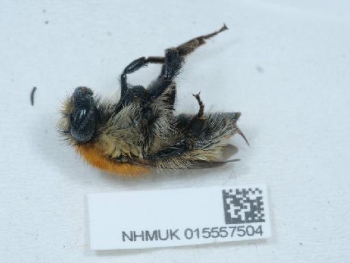 Bombus humilis Illiger, 1806 - 015557504_1