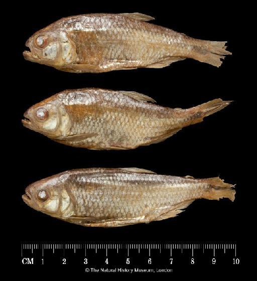 Tetragonopterus brevimanus Günther, 1864 - BMNH 1864.1.26.388, LECTOTYPE & PARALECTOTYPES, Tetragonopterus brevimanus