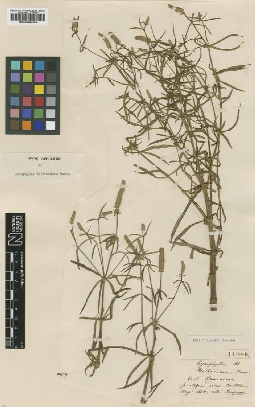 Dysophylla benthamiana Hance - BM000950353