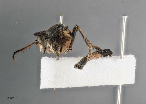 Asilus latifascia Walker, 1857 - 010863915_Asilus_latifascia_Walker_HOLOTYPE_LAT