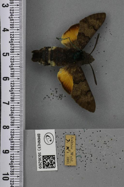 Macroglossum stellatarum (Linnaeus, 1758) - BMNHE_1636269_205987