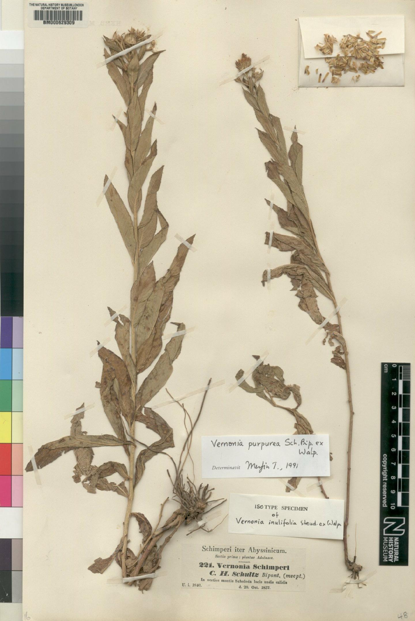 To NHMUK collection (Vernonia purpurea Sch.Bip. ex Walp.; Isotype; NHMUK:ecatalogue:4528592)