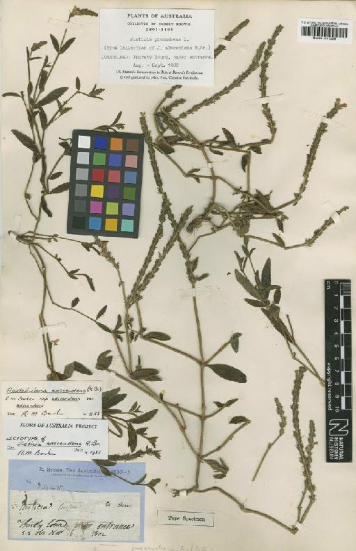 Justicia procumbens L. - BM001041228