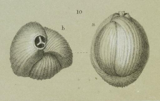 Miliolina insignis Brady, 1881 - ZF1868_4_10_Triloculina_trigonula_var_striatotrigonula.jpg