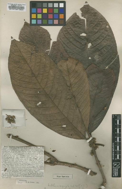 Madhuca magnifolia S.Moore - BM000057909