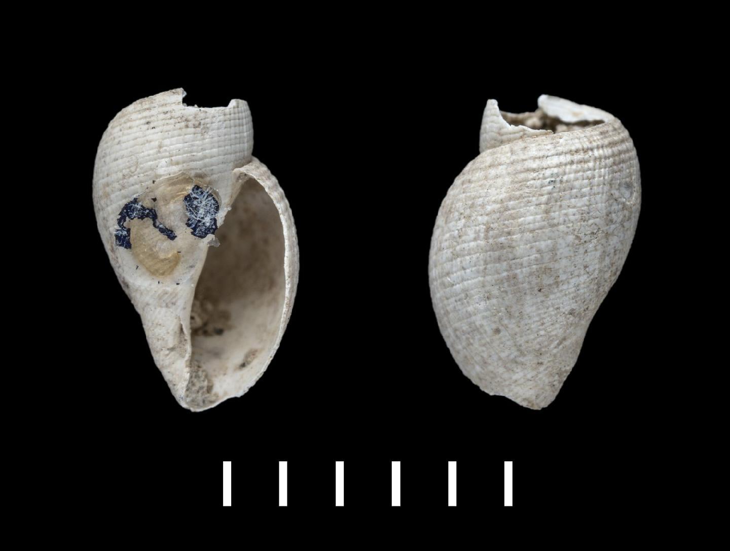 To NHMUK collection (Pleurotomella lusitanica Sykes, 1906; HOLOTYPE & PARATYPE(S); NHMUK:ecatalogue:3511799)