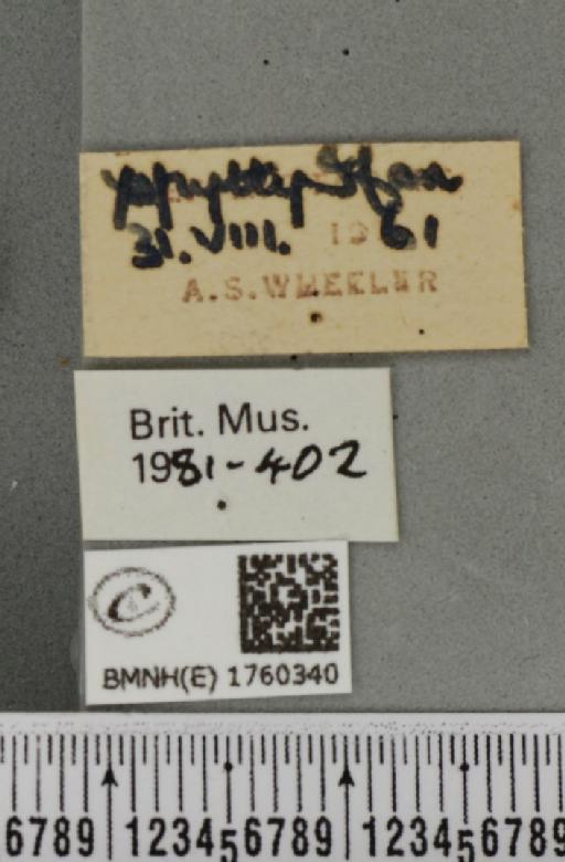 Eulithis testata (Linnaeus, 1761) - BMNHE_1760340_label_343072