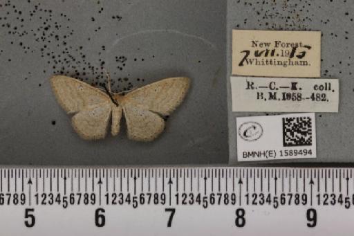 Idaea sylvestraria ab. circellata Guenée, 1857 - BMNHE_1589494_264104